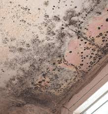 Mold and Moisture Problems in Louisiana Homes (Monroe & West Monroe Guide)